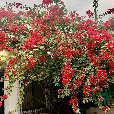 كالي 50N15 B&B المظهر الخارجي الصورة